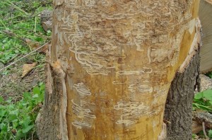 Damage to an Ash trunk by Emerald Ash Borer larvae