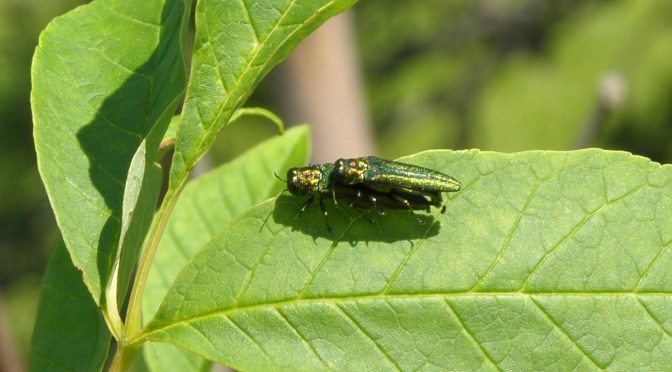 Emerald Ash Borer and the Polar Vortex
