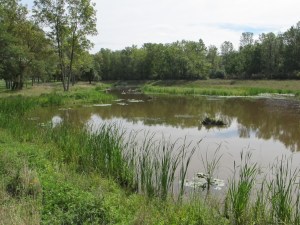The beautiful wetlands, finally completed.