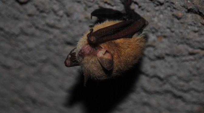 Hailes Cave Bat Gate Project – Protecting Bats’ Winter Home