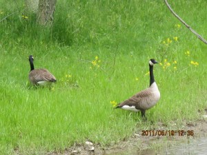 These Canada geese were some of the first creatures checking out the new real estate