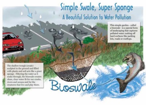 Bioswales are landscape elements designed to filter silt and pollution from surface runoff water.