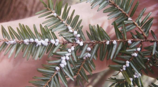 Hemlock Woolly Adelgid