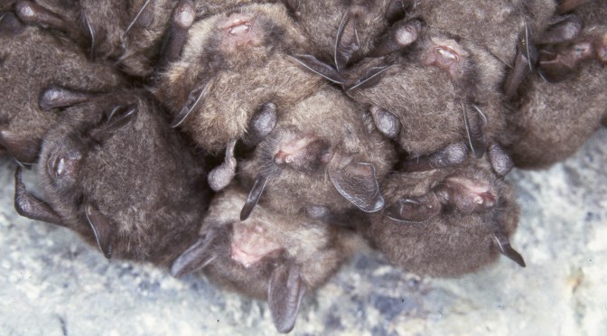 The Battle to Save our Bats