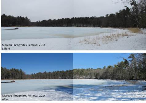 Phrag Moreau Before and After