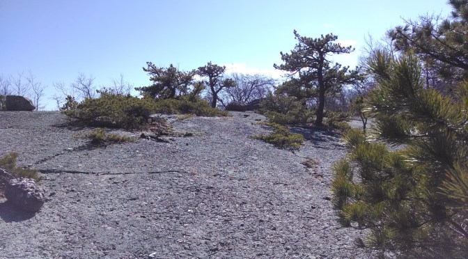 Deer Survey at Schunnemunk Mountain