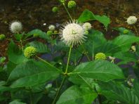 Buttonbush. Photo by Timothy Howard, NYNHP