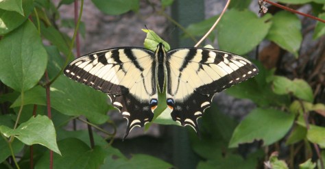 Eastern Tiger Swallowtail. Photo by Lilly Schelling.