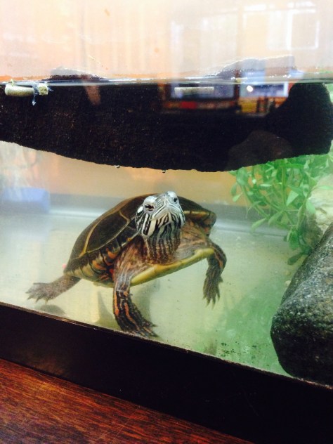 Moreau turtle Berlin painted turtle