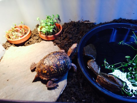 Moreau turtle Daryle eastern box turtle