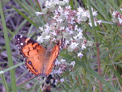 Painted Lady. Photo by Troy Weldy, NYNHP