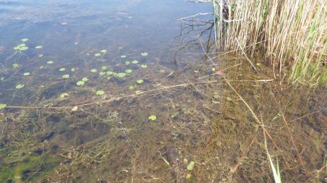 Eurasian watermilfoil and water chestnut grow densely along the shoreline of Rudd Pond.