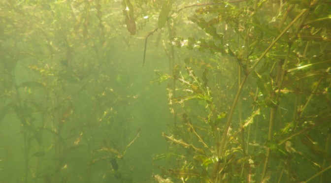 Benthic Barriers in Rudd Pond