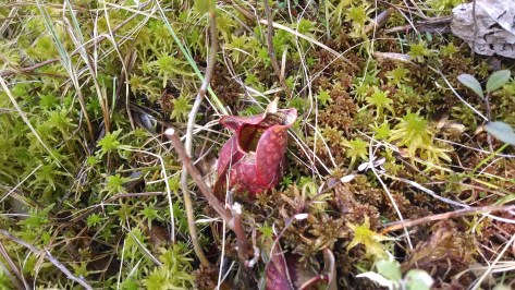 Pitcher plants grow out of peat moss, which is lower in nutrients than regular soil. Pitcher plants capture and digest insects to make up for this!