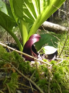 Riddell_Skunk_cabbage_ParisHarper