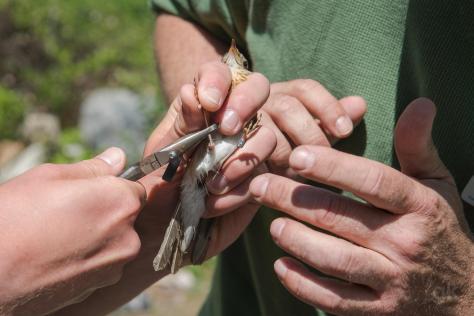 The presenters delicately attach a band to the leg of a small veery before releasing it. Photo by Gerry Katzban.