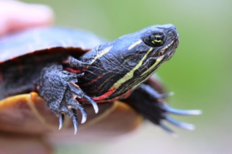 Painted turtle, by Matt Schlesinger, NYNHP