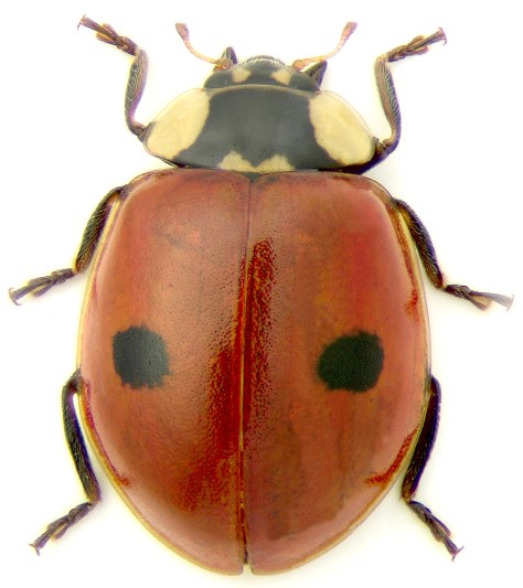 The two-spotted ladybug