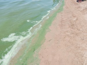 Blue Green Algae leaves a scummy layer on the shoreline