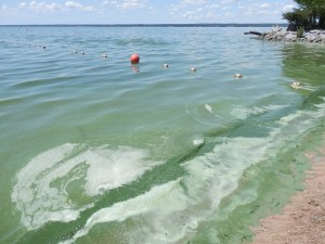 BGA leaves swimming areas unsafe for humans and animals