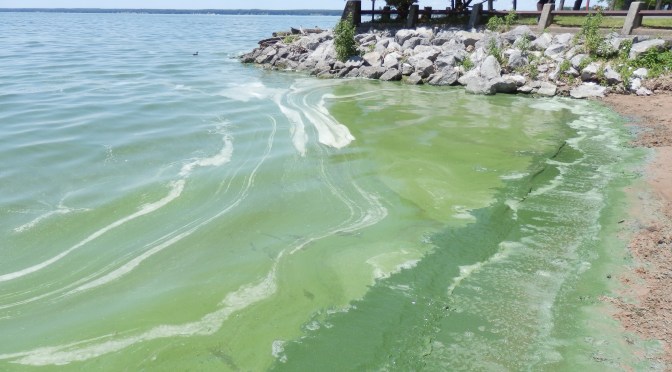 Blue Green Algae Alert!