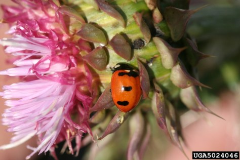 The transverse ladybug. Photo by Whitney Cranshaw, Colorado State University