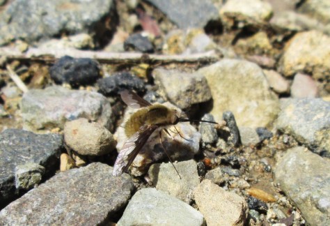 We think these guys are the cutest fly species! Photo by Paris Harper