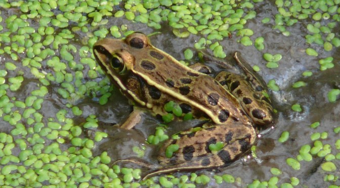 Spotting the Leopard Frog
