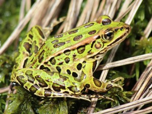 The deceptively similar northern leopard frog (Rana pipiens), by M. Schlesinger