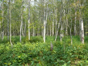 Swamp_South_of_Purgatory_Road_Aug08_2