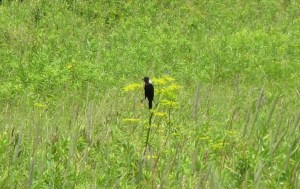 A far-off bobolink thrives in the grassland, by Melissa Plemons