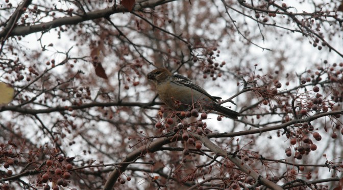 Wildlife Spotlight: Pine Grosbeak