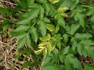Wild parsnip - beware! by Steve Young, NYNHP