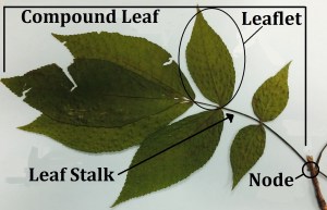 Compound leaf