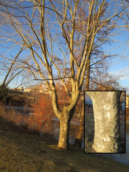 Winter Tree Identification Part I: Deciduous Trees | New York State ...