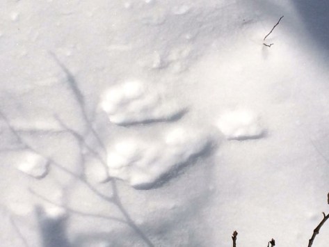 Above: Snowshoe hare tracks have a clear Y-shaped pattern because the back feet always land in front of the front feet and are 2-4 times longer. This print was left in deep powder-like snow, making it more difficult to identify. Snowshoe hare have large feet proportionate to their body size so that they do not sink into the snow, hence their name.  
