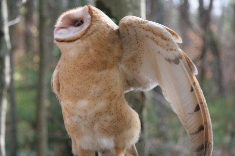 Barn Owl-Photo Taken by Lilly Schelling