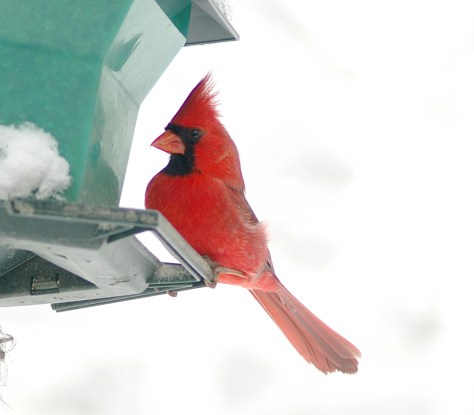 Cardinal close 3-5-05 - 0039