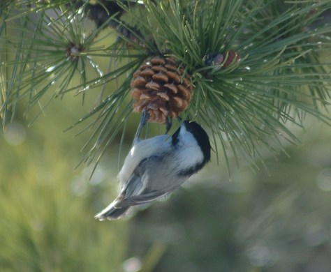 Chickadee black-capped 2-6-05 - 0012
