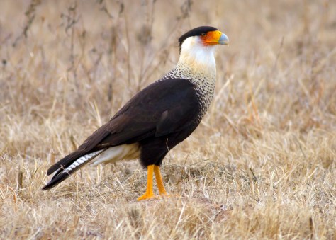 crested caracara wikicommons