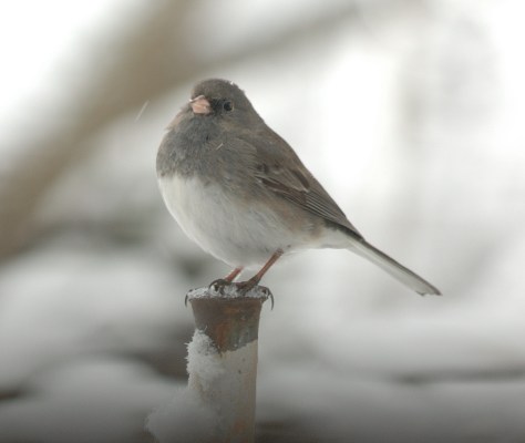 Dark Eyed Junco post 3-5-05 - 0052