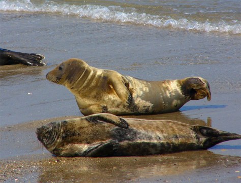 Grey Seal