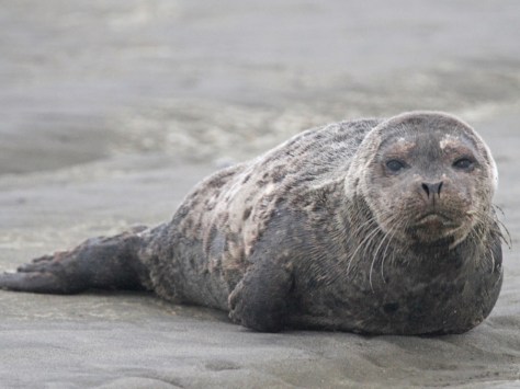 Harbor Seal