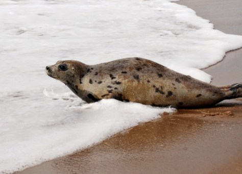 Harp Seal