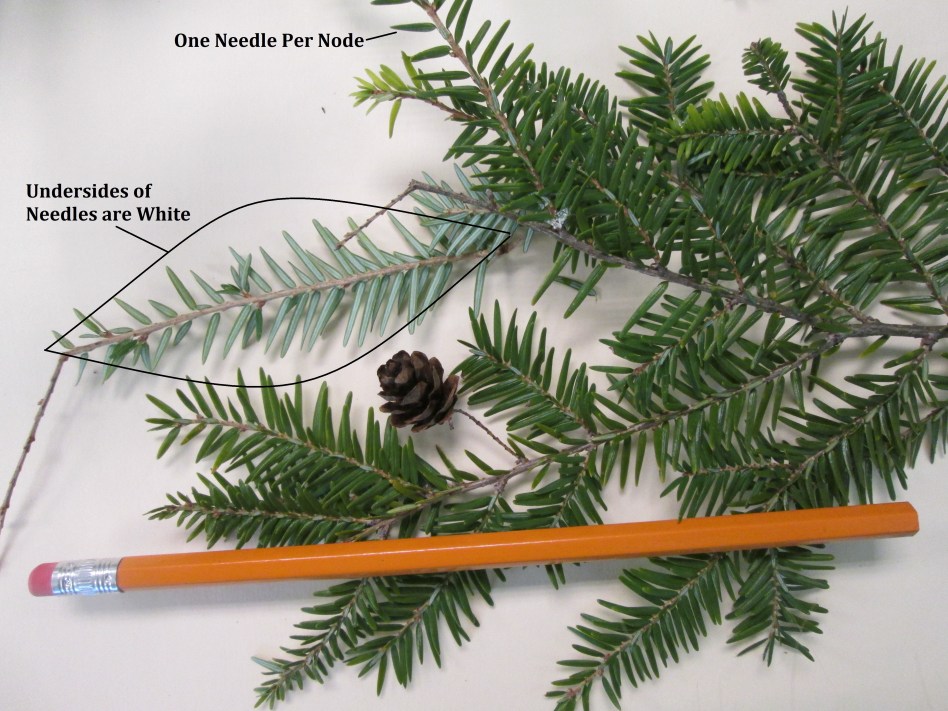 Winter Tree Identification Part II: Evergreen Trees | New York State ...