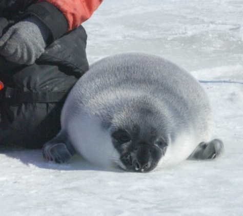 Hooded seal