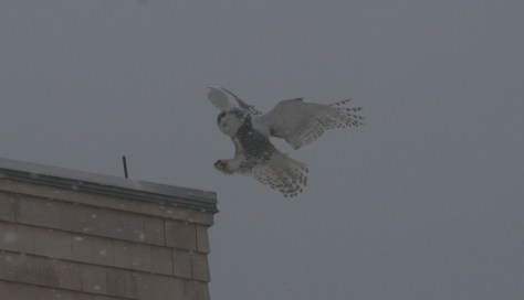 Snow Owl_Lilly Schelling