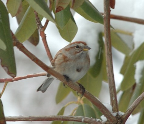 Tree Sparrow  close 3-5-05 - 0037