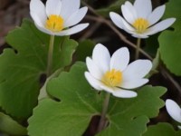 Native Spring Wildflowers