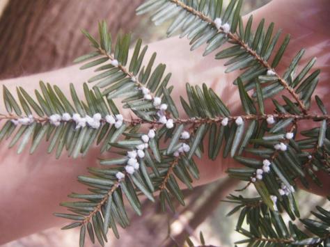 Hemlock Woolly Adelgid appears as white fluffy balls on the underside of hemlock branches during the cooler months.